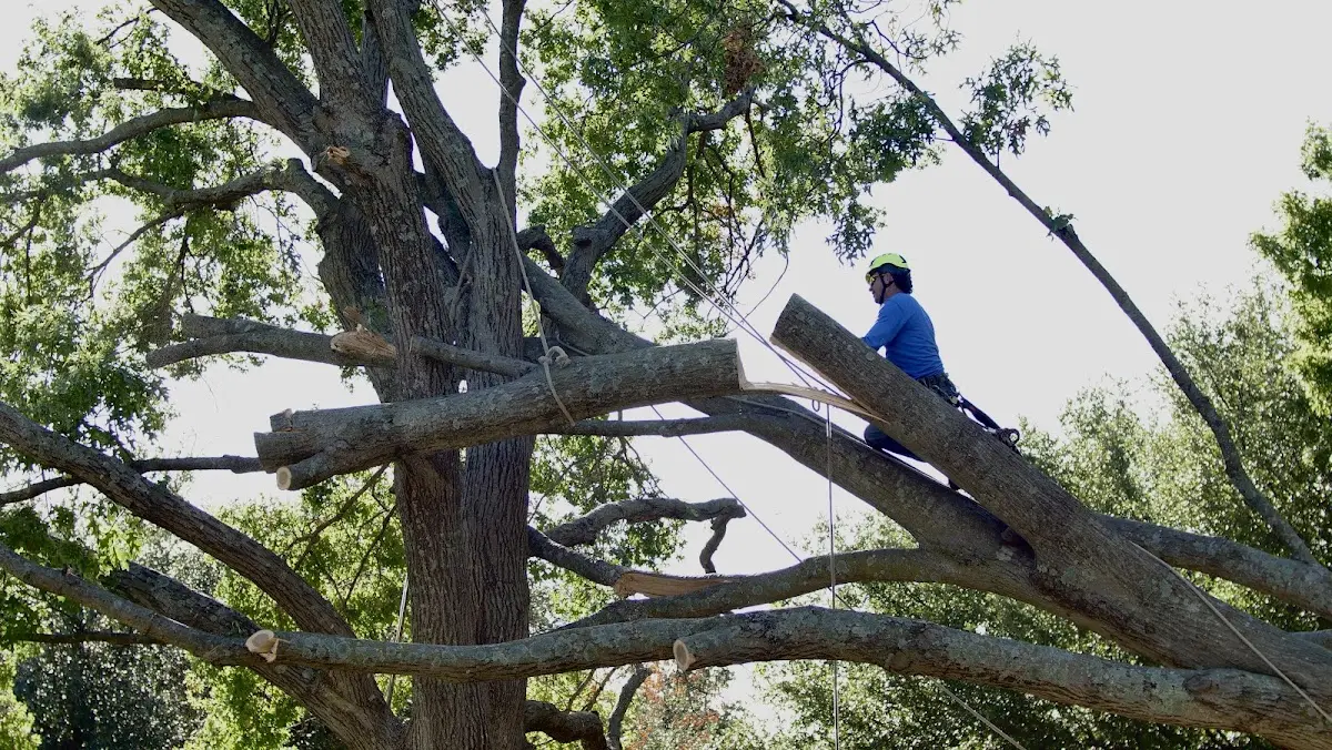 Professional Crown Thinning performed by certified arborists in Cupertino