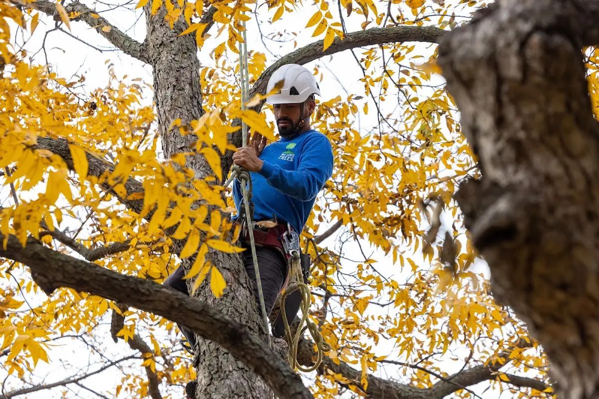 Skilled Tree Pruning crew working in Cupertino